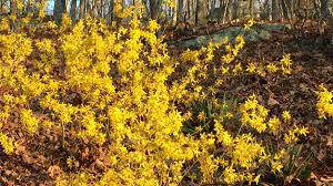 We did not find results for: The First Blooms Of Spring How And When To Prune Forsythia Bushes Dengarden