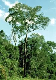 Image result for Acacia auriculiformis