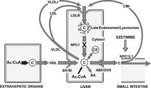 An in vitro model for. Lysosomal Unesterified Cholesterol Content Correlates With Liver Cell Death In Murine Niemann Pick Type C Disease Journal Of Lipid Research