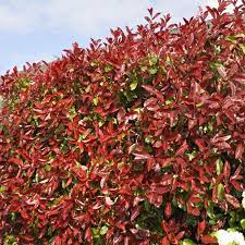 If you are thinking about planting a new hedge and have photinia red robin topiary and hedging for sale london uk. Potted Photinia Plants Carre Rouge On Sale Shop Online Now