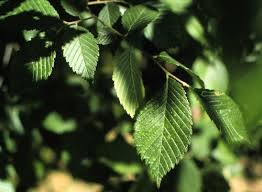 Image result for Ulmaceae