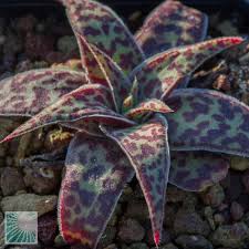 Image result for Crassula alba