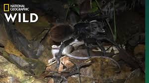 While the name camel spider doesn't sound too bad, this spider's real but the camel spider isn't a scorpion either. Giant Amazon Spider Preys On Opossum Nat Geo Wild Youtube