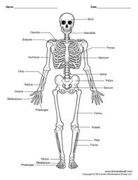 Human bone anatomy | osteology. Printable Human Skeleton Diagram Labeled Unlabeled And Blank
