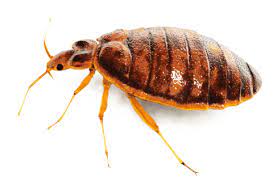 Bed bugs, or cimicidae, are small parasitic insects. Bed Bug Inspection And Treatment U S Pest Protection