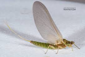 Image result for Nidorella attenuata