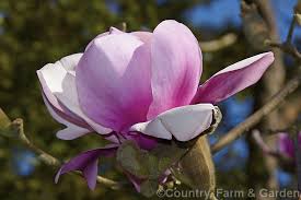 Magnolia Iolanthe Magnolia Mark Jury X Magnolia X Soulangiana Lennei An Extremely Large Flowered New Zealand Raised Felix Magnolia Large Flowers Photo