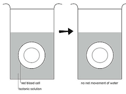 Check spelling or type a new query. Anatomy And Physiology Of Animals The Cell Wikibooks Open Books For An Open World