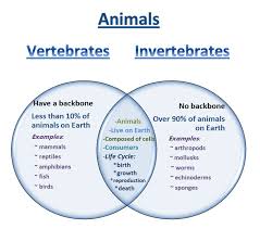 Vertebrates And Invertebrates Lessons Tes Teach