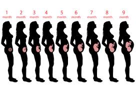 Pregnancy Charts