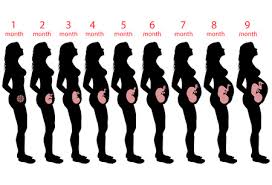 Pregnancy Charts