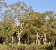 Image result for Acacia xanthophloea