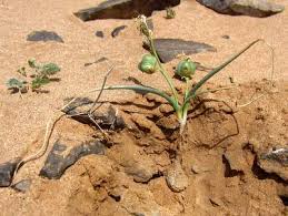 Image result for Dipcadi vaginatum