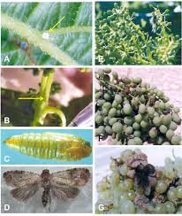 Image result for Lobesia botrana grapevine