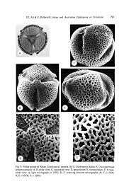 Image result for Tricalysia sp. E