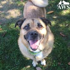 Please take a moment to view. Russell Animal Welfare Society Aws Animals Animal Welfare Society Animal Welfare