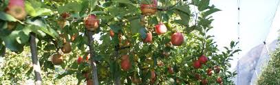Take care of your dwarf fruit tree and it is capable of living a long life. Advantages Of Dwarf Fruit Tree Orchards Demirel Kardesler Fidancilik