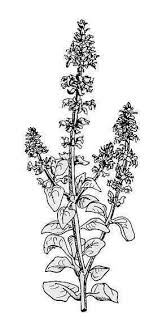 Tulsi Tattoo Tulsi Basil Plant Tattoos