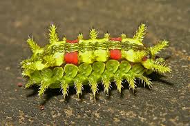 Image result for Euclea