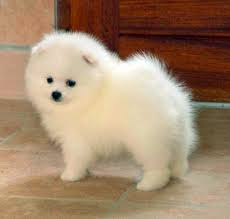 Browse cute pomeranian puppies for adoption pomeranian puppies for adoption. Pomeranian Puppies Up For Free Adoption Aesell Uncategorized