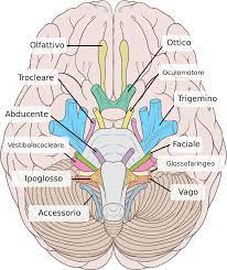 Nervi Cranici Wikipedia Nerve Anatomy Cranial Nerves Anatomy Anatomy And Physiology