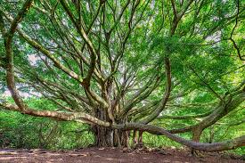 Image result for Ficus conraui