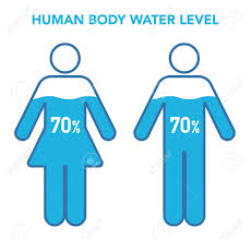 Still, it is important to remember that there is water / liquid in pretty much every single cell in the body in some percentage. Human Body And Water Percentage Illustration Chart Female Royalty Free Cliparts Vectors And Stock Illustration Image 134710548