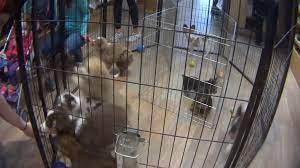 Opening at 11:00 am tomorrow. No More Doggies In The Window N Y May Ban Retail Pet Sales The New York Times