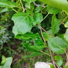 Image result for Cordia afra