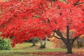 High Beeches Gardens Autumn Trees British Garden Red Tree