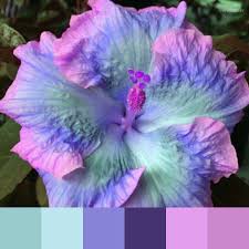 Masaallah Egzotik Cicekler Amber Cicegi Ve Cicek Bahcesi