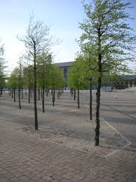 Royal Victoria Square London Tree Grid Jpg 1944 2592 Landscape Architecture Stone Landscaping Landscape Architect