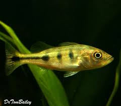 Pavón, tucunaré, tuc, peacock bass, butterfly peacock, tucunare comun, eyespot cichlid, lukanani. Premium Ocellaris Peacock Bass Cichlid Can Grow To Be Very Large