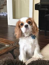 Maybe you would like to learn more about one of these? Cavalier King Charles Spaniel Puppy Near Me Off 62 Www Usushimd Com