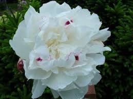 We did not find results for: Brooks Gardens Peonies Peony Blog What S Happening At Our Oregon Peony Farm