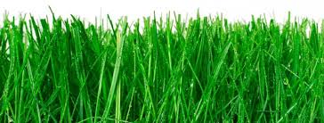 26 transparent png of grass field. Grasscycling City Of Davis Ca