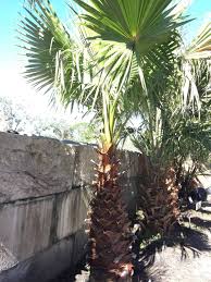 Image result for Washingtonia