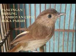 Burung kemade merupakan burung kecil yang banyak kita jumpai di sekitar rumah. Ampuh Gila Tembakan Burung Flamboyan Untuk Masteran Murai Youtube