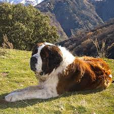 Breeders of merit are denoted by level in ascending order of: Saint Bernard Pdsa