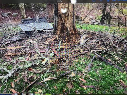 Lightning can do some crazy things': Tree burns from inside after lightning strike in Ohio