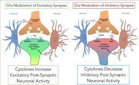 Local Glia Modulate Synaptic Transmission After Nerve Injury Glia Are Download Scientific Diagram