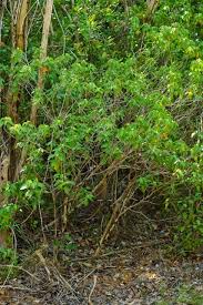 Image result for Croton polytrichus