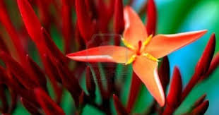 Bird Of Paradise Flower Meaning In Tamil West Indian Jasmine West Indian Plants Garden