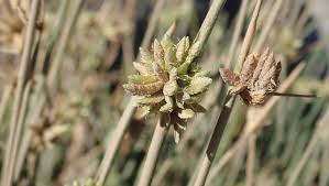 Image result for Cyperus laevigatus