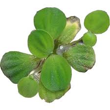 Akvaryum Bitkisi Su Marulu Pistia Stratiotes Fiyati