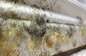 Bilder von gruner schimmel im schlafzimmer einrichtung grüner farben von grüner schimmel im schlafzimmer bild. Gruner Schimmel Wie Gefahrlich Ist Gruner Schimmelpilz Inkl Tipps