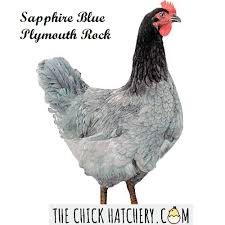 We did not find results for: Sapphire Blue Plymouth Rock The Chick Hatchery