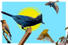 Synopsis songbird (2020) subtitle indonesia. It S The Perfect Time To Bird Watch In Seattle Seattle Met