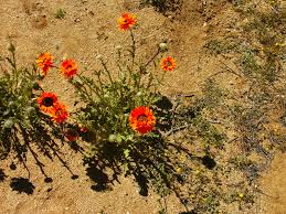 Image result for Arctotis