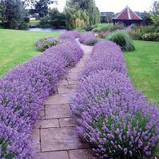 Lavender Hidcote Is One Of Our Very Best Selling Sun Perennials Where It Makes The Perfect Low Growing Lavender Hidcote Front Yard Landscaping Lavender Garden